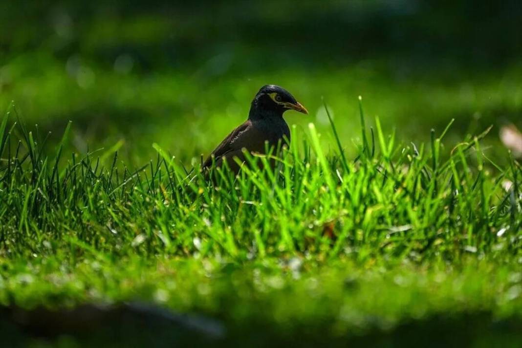 İstanbul parklarında yeni tehlike: İstilacı çiğdeci kuşu, savunmasız kuşların yuvalarını basarak yumurtalarını yiyor 9